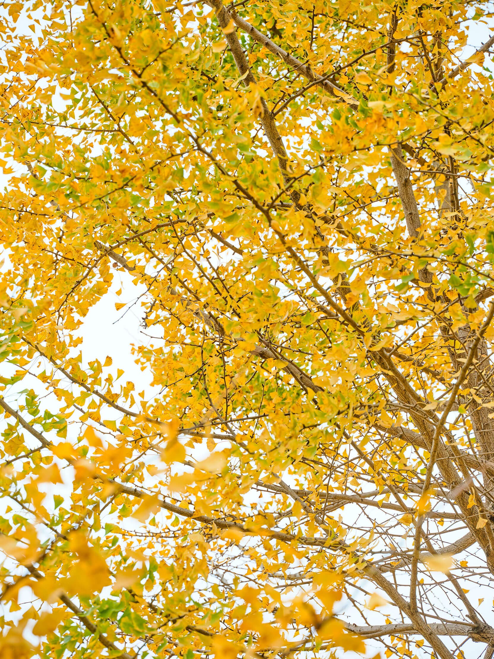 塩谷のフォトギャラリー 【栃木県塩谷町】移住・定住支援サイト 塩谷ぴーす