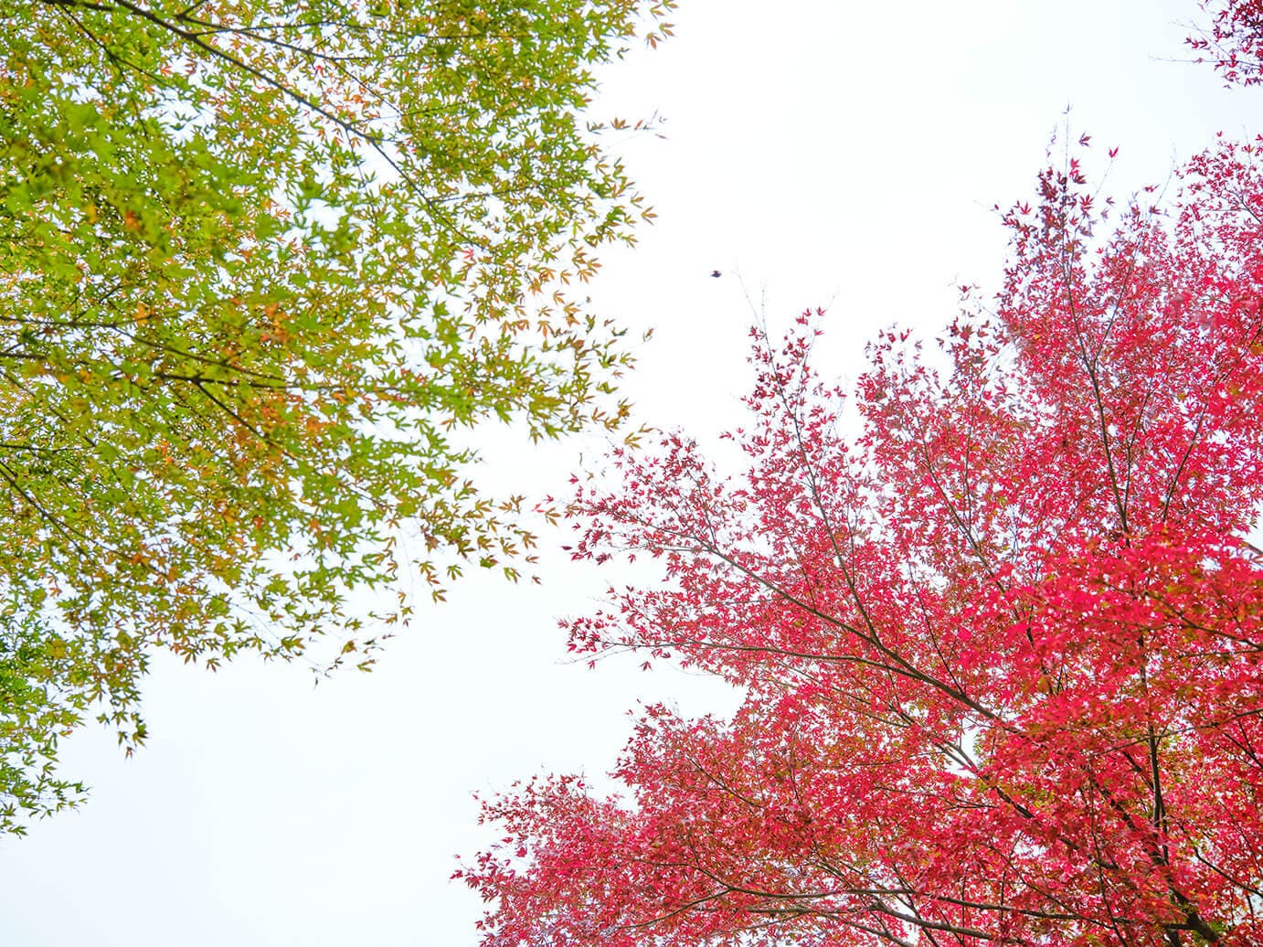 塩谷のフォトギャラリー 【栃木県塩谷町】移住・定住支援サイト 塩谷ぴーす