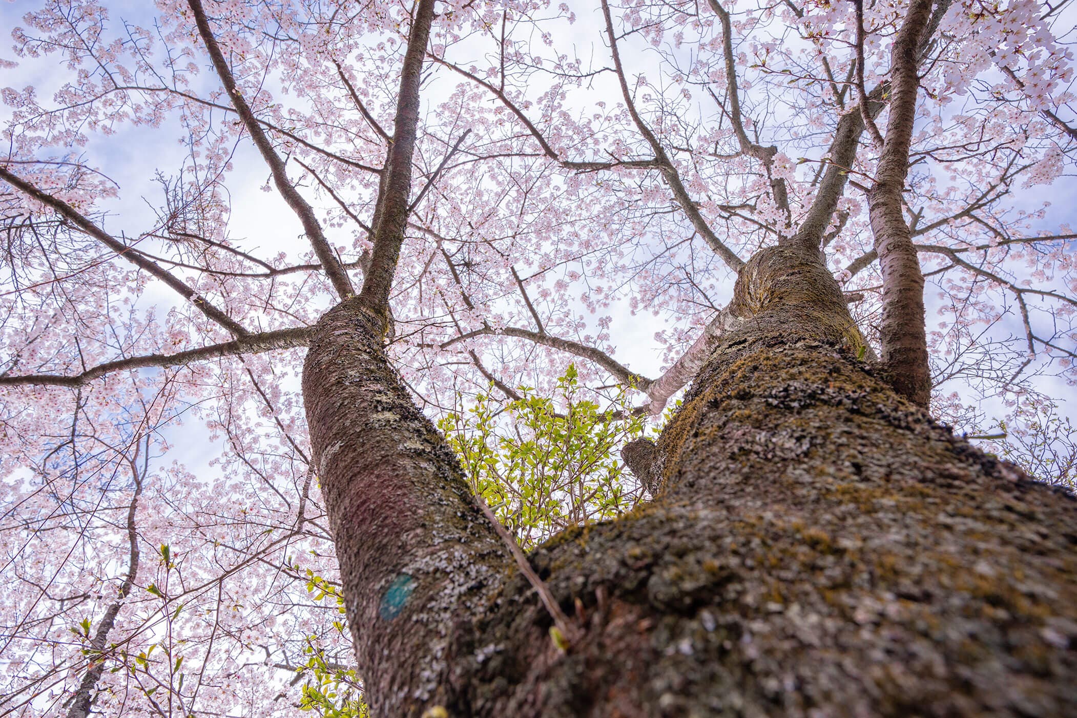 塩谷のフォトギャラリー 【栃木県塩谷町】移住・定住支援サイト 塩谷ぴーす